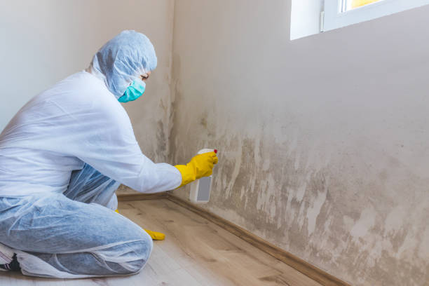 Licensed Mold Testing service in Bethesda, MD - WQB Mold Removal